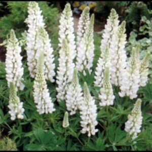 Lupin Lupinus Russell White 'Noble Maiden' Perennial Plug Plants Pack x6