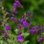 Salvia Greggii Mirage™ Deep Purple' Perennial Plug Plants Pack x6