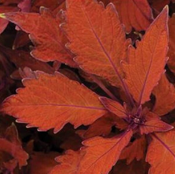 Coleus Special 'FLAME THROWER HABANERO' Plug Plants Pack x6