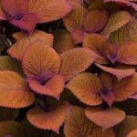 Coleus Special 'CAMPFIRE' Plug Plants Pack x6