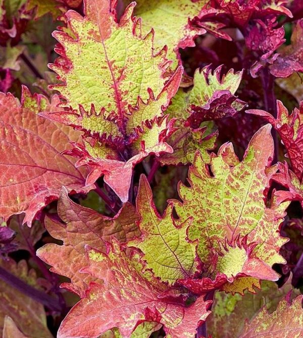 Coleus Special 'HENNA' Plug Plants Pack x6