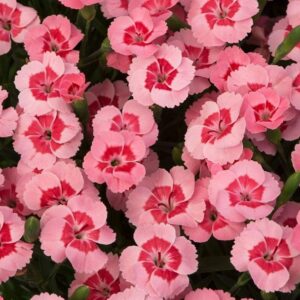 Dianthus Peach Party® Perennial Plug Plants Pack x6