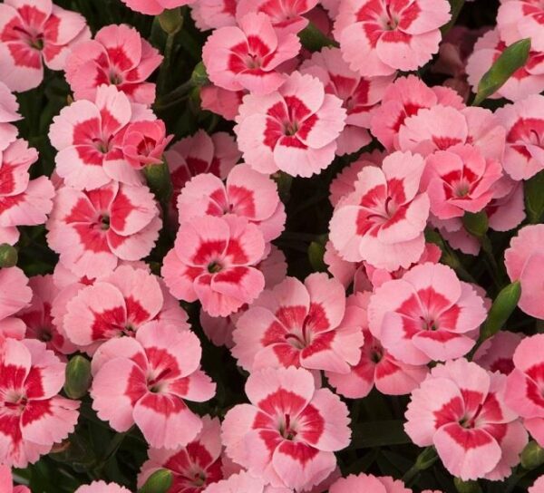 Dianthus Peach Party® Perennial Plug Plants Pack x6