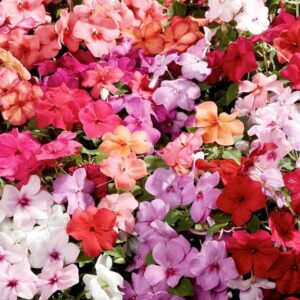 Impatien (Busy Lizzie) Vitals Elite Mix Plug Plants Pack x12