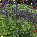 Salvia 'Big Blue' Interspecific Plug Plants Pack x6