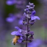 Salvia 'Big Blue' Interspecific Plug Plants Pack x6