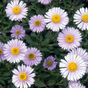 Aster Tongolensis 'Berggarten' Perennial 9cm Pot Plants Pack x3