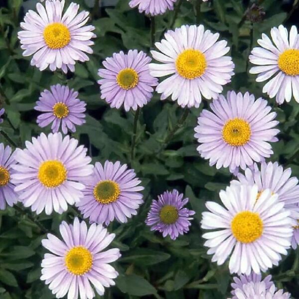 Aster Tongolensis 'Berggarten' Perennial 9cm Pot Plants Pack x3
