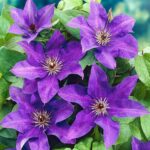 Clematis 'The President' Climbing Shrub 9cm Pot Plants Pack x3