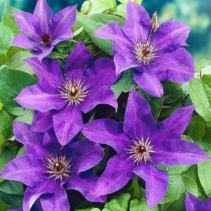 Clematis 'The President' Climbing Shrub 9cm Pot Plants Pack x3