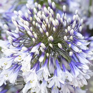 Agapanthus 'Fireworks' Perennial 9cm Pot Plant x1