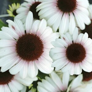 Echinacea Unica® Cherry On Ice (Coneflower) LARGE Plug Plants Pack x3