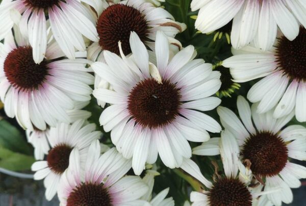 Echinacea Unica® Cherry On Ice (Coneflower) LARGE Plug Plants Pack x3