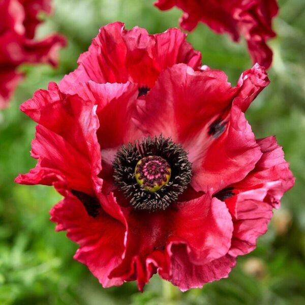 Poppy/Papaver Oriental Red Rumble Perennial 9cm Pot Plants Pack x3