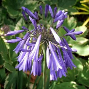 Agapanthus 'Lilac Lullaby' Perennial 9cm Pot Plant x1