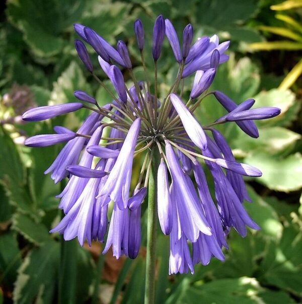 Agapanthus 'Lilac Lullaby' Perennial 9cm Pot Plant x1