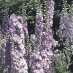 Delphinium Pacific Giants 'Guinevere' Perennial 9cm Pot Plants Pack x3