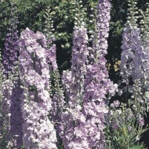 Delphinium Pacific Giants 'Guinevere' Perennial 9cm Pot Plants Pack x3