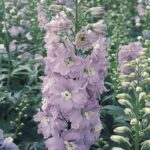 Delphinium Pacific Giants 'Guinevere' Perennial 9cm Pot Plants Pack x3
