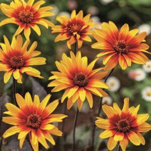 Heliopsis ‘Burning Hearts’ 9cm Pot Plants Pack x3