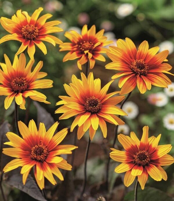 Heliopsis ‘Burning Hearts’ 9cm Pot Plants Pack x3