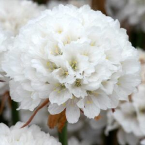 Armeria Dreameria® Pseudarmeria 'Dream Clouds' Perennial (LARGE) Plug Plants Pack x6