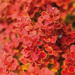Berberis Thunbergii ‘Orange Ice' 9cm Pot Shrub Pack x1