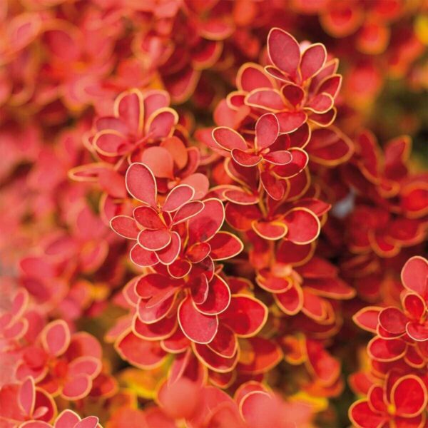 Berberis Thunbergii ‘Orange Ice' 9cm Pot Shrub Pack x1