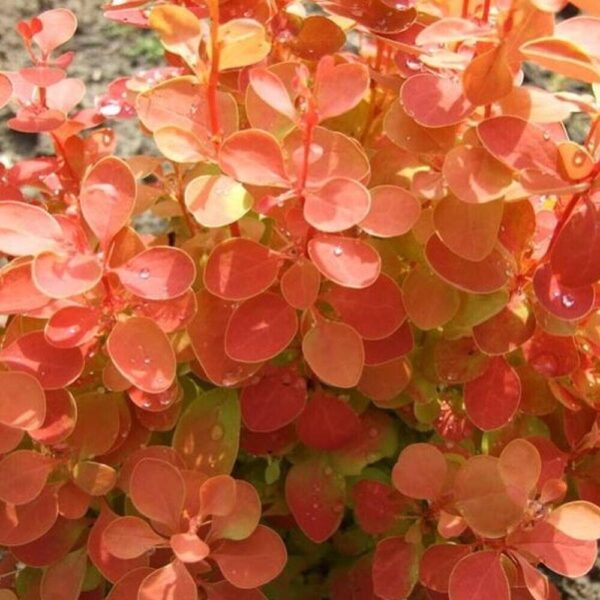 Berberis Thunbergii ‘Orange Ice' 9cm Pot Shrub Pack x1