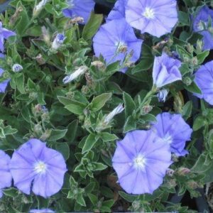 Convulvulus Manatia 'Blue' Hanging Basket / Garden Plug Plants Pack x6