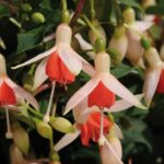 Fuchsia Upright Bush 'Mandarin Cream' Summer Garden Plug Plants Pack x6