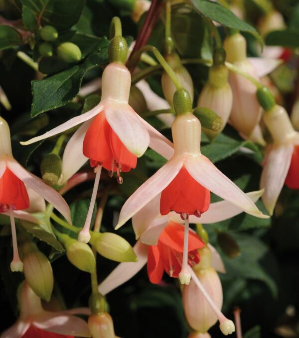 Fuchsia Upright Bush 'Mandarin Cream' Summer Garden Plug Plants Pack x6