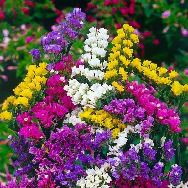 Limonium Fortress Mixed (Statice) Everlasting Flower Plug Plants Pack x6