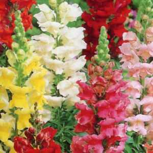 Antirrhinum Rocket F1 Mix (Snapdragon) Plug Plants Pack x12