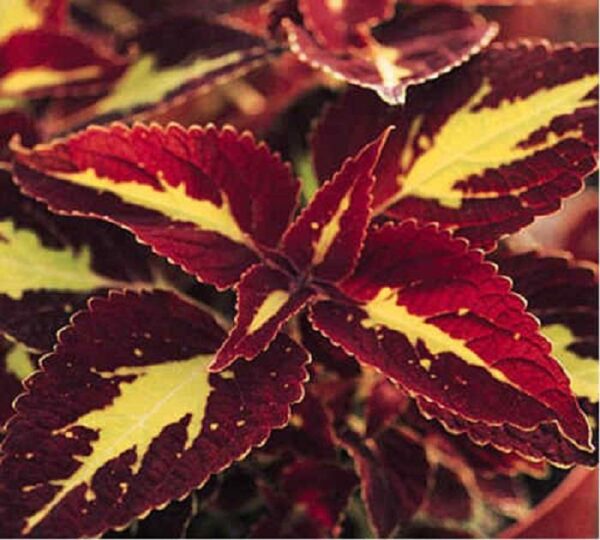 Coleus Special 'SATURN' Plug Plants Pack x6
