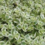 Sedum Pellucida 'Little Missy' Perennial Evergreen Plug Plants Pack x6