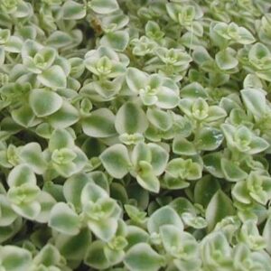 Sedum Pellucida 'Little Missy' Perennial Evergreen Plug Plants Pack x6
