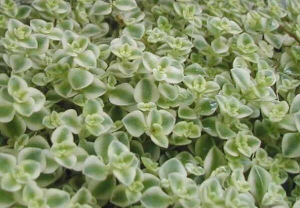 Sedum Pellucida 'Little Missy' Perennial Evergreen Plug Plants Pack x6