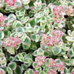 Sedum Pellucida 'Little Missy' Perennial Evergreen Plug Plants Pack x6