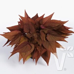 Ipomoea Batatas (Sweet Potato) Papas 'Sweet Georgia Red Heart' Plug Plants Pack x6