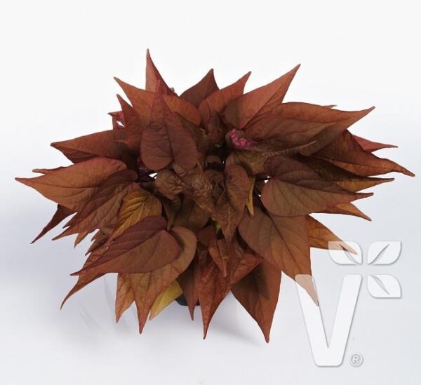 Ipomoea Batatas (Sweet Potato) Papas 'Sweet Georgia Red Heart' Plug Plants Pack x6