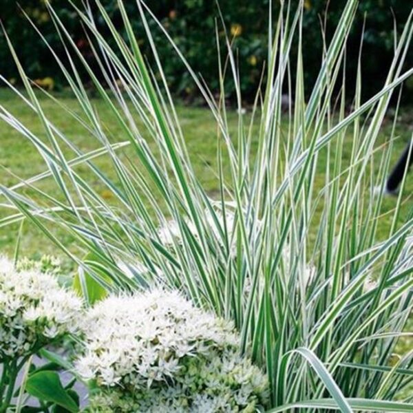 Grass Perennial Calamagrostis 'Overdam' Large Plug Plants New Pack x6