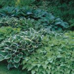 Hosta Mixed Perennial XXL Supersize Plug Plants Pack x3