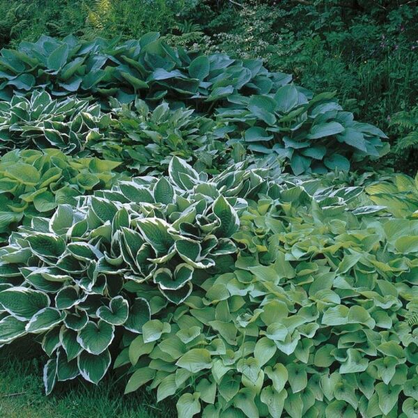 Hosta Mixed Perennial XXL Supersize Plug Plants Pack x3