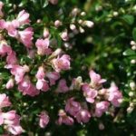 Pack x3 Escallonia Pink 'Apple Blossom' Perennial XXL Supersize Plug Plants