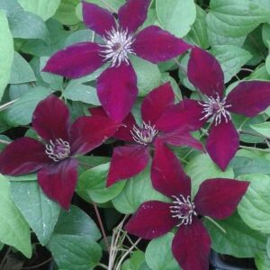 Clematis Hisako (Garland Series) Perennial Climber Plant Pack x1