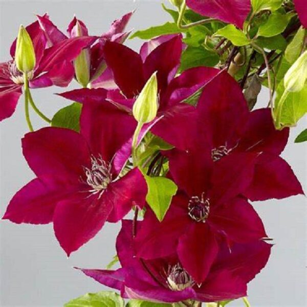 Clematis Hisako (Garland Series) Perennial Climber Plant Pack x1