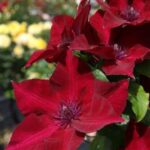 Clematis Hisako (Garland Series) Perennial Climber Plant Pack x1