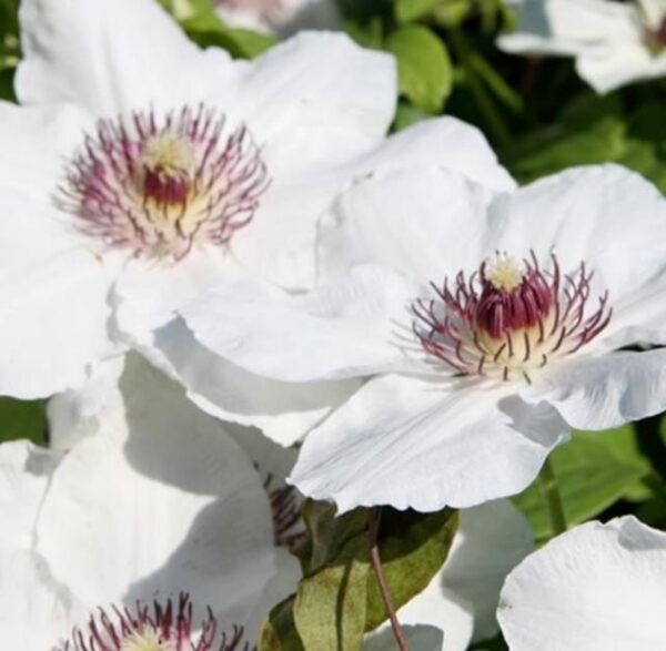 Clematis Tsukiko (Garland Series) Perennial Climber 100mm Pot Plant x1