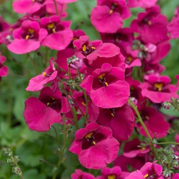 Diascia 'Diamond 'Fuchsia' Summer Plug Plants Pack x6